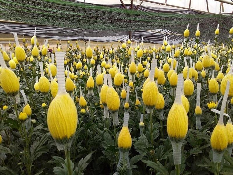 Hoa cúc dẫn đầu kim ngạch xuất khẩu rau quả sang Nhật Bản với 43,6 triệu USD, chiếm 18,34% và tăng 7,01% so với năm 2024. Ảnh: Khánh Vy