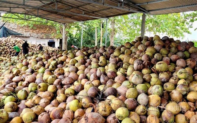 Vĩnh Long định hướng hình thành các cụm công nghiệp chế biến sâu gắn với vùng nguyên liệu tập trung