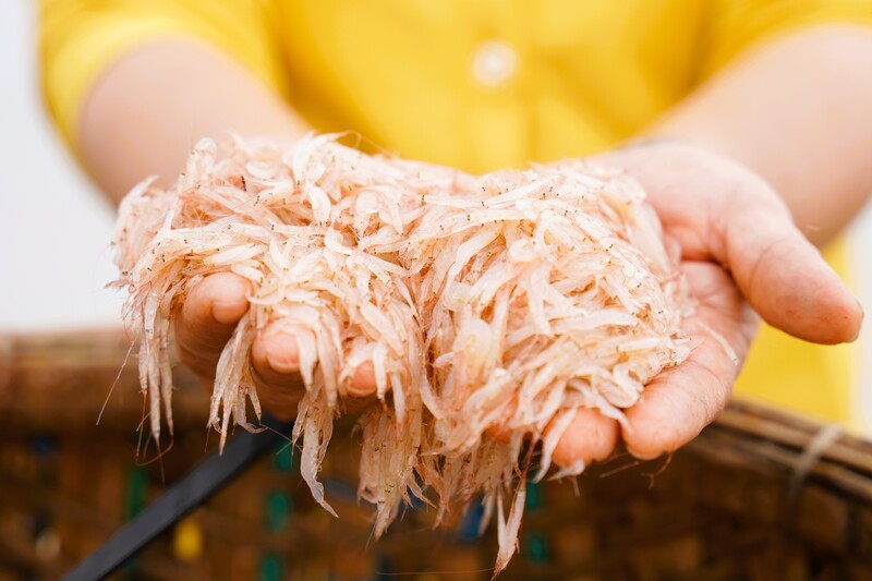 Những con ruốc tươi rói. Ảnh: Nguyễn Dương