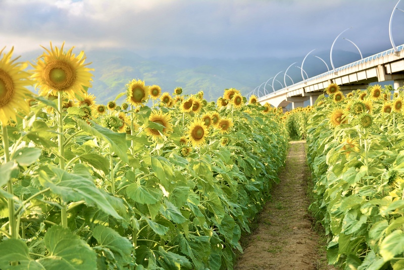 Nằm dưới chân cầu An Bình (thôn Lâm Yên, xã Vu Gia, TP. Đà Nẵng), cánh đồng hoa hướng dương rộng 1 ha với hơn 10.000 gốc hoa nở rộ đang trở thành điểm đến lý tưởng, thu hút đông đảo người dân và du khách tìm về tham quan, chụp ảnh. Ảnh: Ngọc Thảo