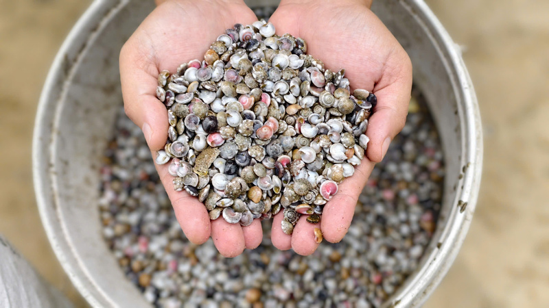 Những con ốc gạo to, mang lại giá trị kinh tế cao cho ngư dân. Ảnh: Nguyễn Dương