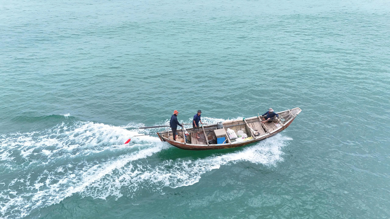 Những chiếc ghe chỉ chạy cách bờ biển vài hải lý, vì ốc gạo chỉ sinh sản ở những vùng nước cạn. Ảnh: Nguyễn Dương
