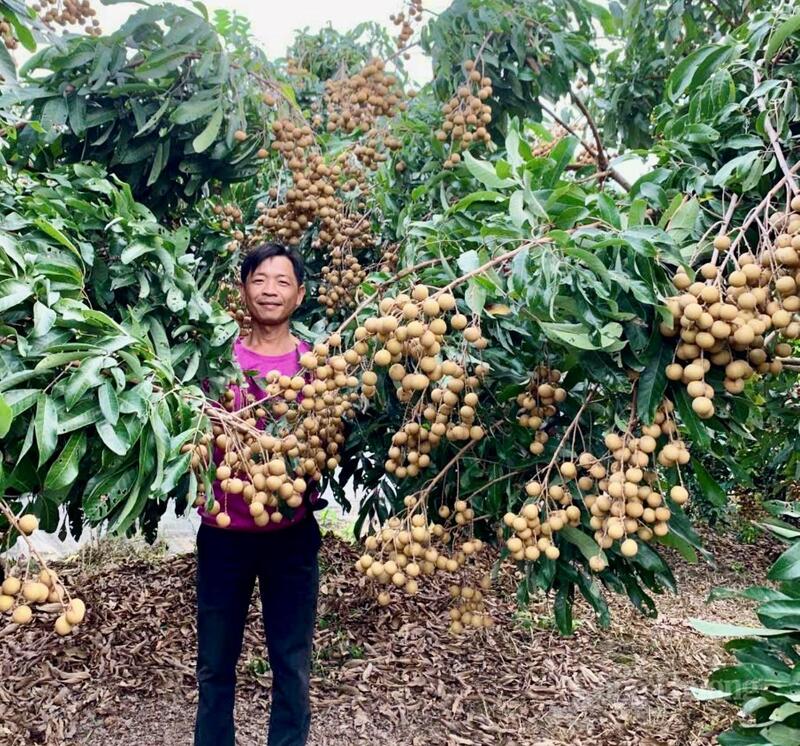 Anh Nguyễn Thành Nghi mạnh dạn chuyển đổi cây trồng kém hiệu quả sang mô hình giá trị cao.