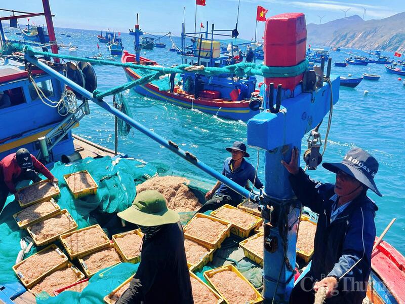 Ghe tàu hối hả cập bờ, khoang thuyền nặng trĩu ruốc tươi. Ảnh: Hoàng Lợi