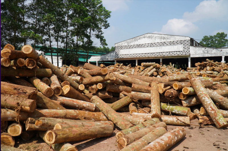 Chủ động nguyên liệu là "điểm cộng" của ngành gỗ trong chiến lược đa dạng thị trường xuất khẩu. Ảnh minh hoạ: K.Lực