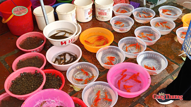 Cá, ốc, lươn được bày bán để phóng sinh.