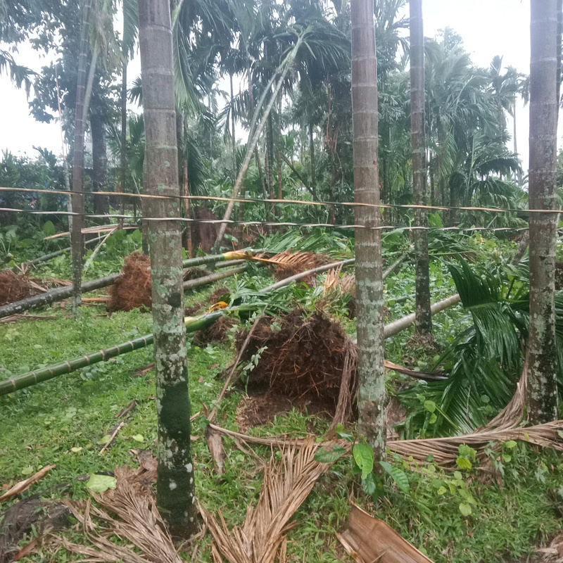 Nhiều diện tích cây hoa màu của người dân bị ngã đổ sau trận giông lốc. Ảnh: UBND xã Ba Vì