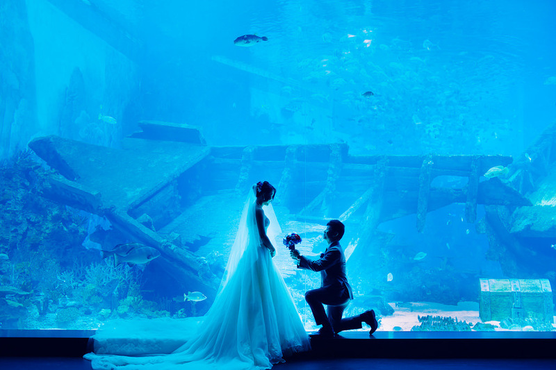 Lưu giữ khung hình lung linh bên những sinh vật biển. Ảnh minh hoạ