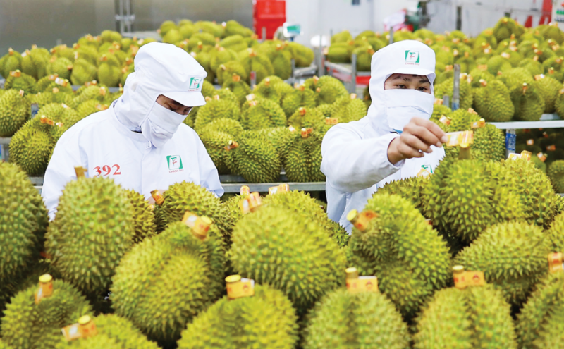 Sầu riêng vụ nghịch giúp Việt Nam gia tăng lợi thế cạnh tranh với Thái Lan và Malaysia trên thị trường quốc tế.