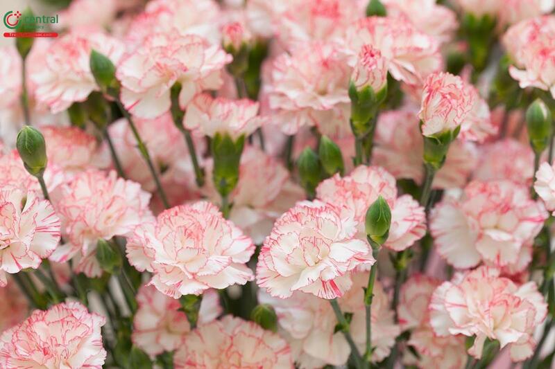 Hoa cẩm chướng hồng. Ảnh minh hoạ