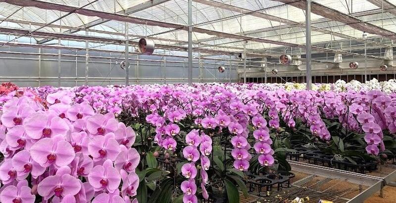 Lan hồ điệp Lâm Đồng. Ảnh minh hoạ