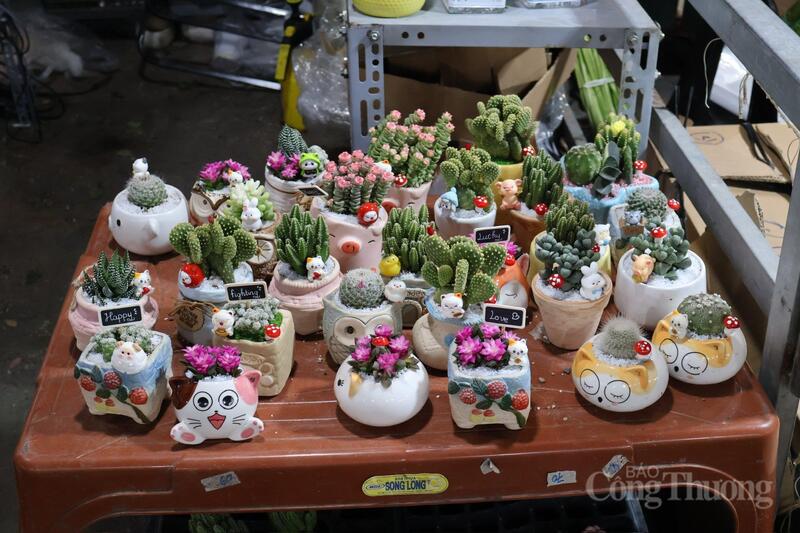 Các chậu sen đá nhỏ có giá 60.000 - 80.000 đồng cũng thu hút nhiều khách hàng tìm mua.