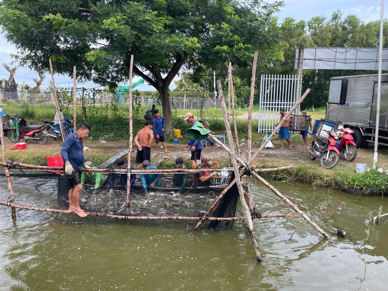 Nguồn cung khan hiếm đẩy giá cá tra lên mức 33.500 - 34.000 đồng/kg, mang lại kỳ vọng về một chu kỳ khởi sắc mới cho người nuôi. Ảnh: Trí Nguyễn