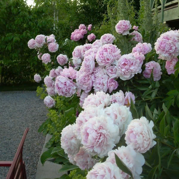 Hoa mẫu đơn. Ảnh minh hoạ