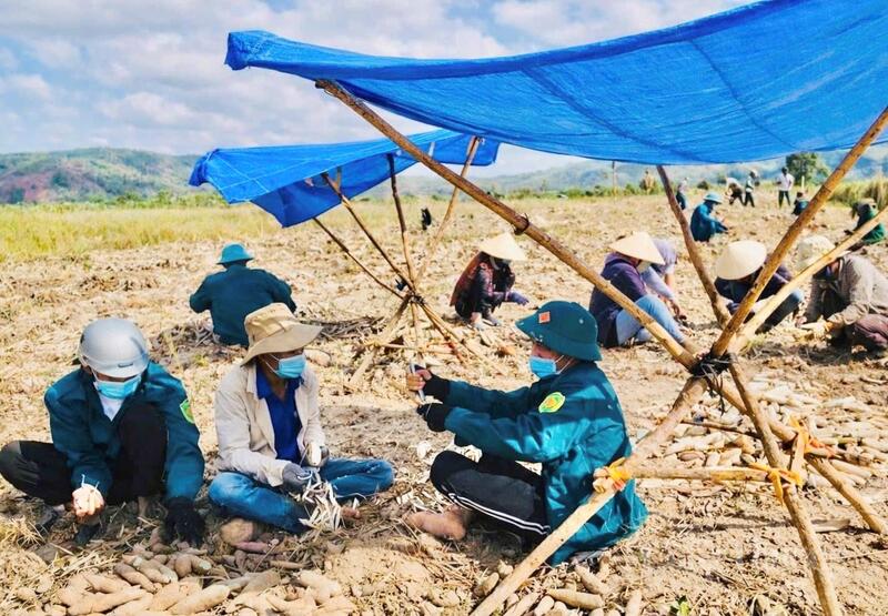 Những ngày này, khu rẫy mì của người dân ở buôn Chư Băh B (xã Ia Rbol) lúc nào cũng đông vui.