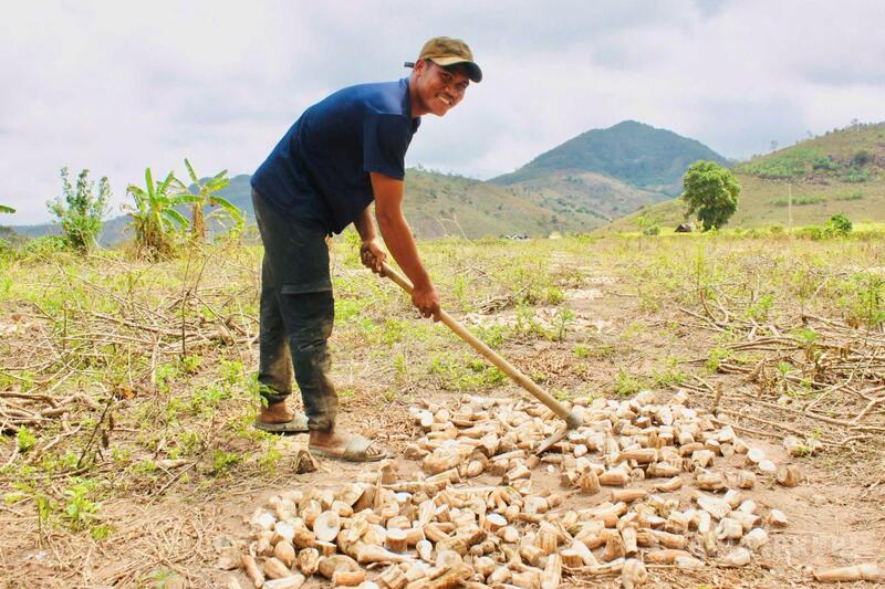 Mùa thu hoạch mì trên núi thường kéo dài khoảng hai tháng.
