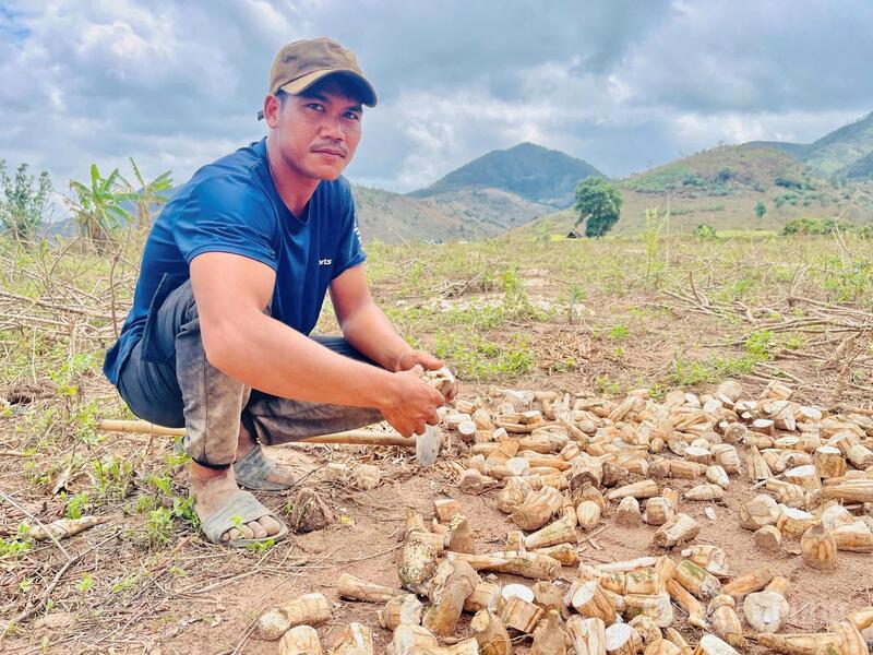 Với đồng bào dân tộc Jrai, Bahnar ở nhiều xã phía Tây Gia Lai, cây mì từ lâu đã trở thành một trong những nguồn thu nhập quen thuộc.