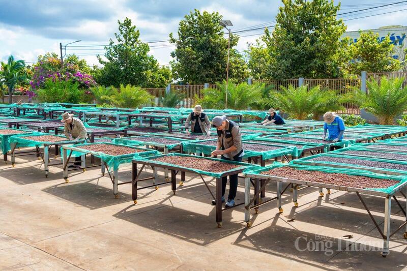 Nhiều doanh nghiệp đẩy mạnh chuyển đổi số nhằm nâng cao hiệu quả sản xuất và xây dựng thương hiệu cà phê đặc sản của địa phương. Ảnh: Hiền Mai