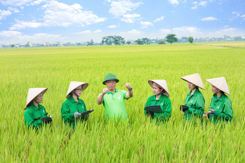 Ruộng lúa khảo nghiệm của Viện Nghiên cứu Cây trồng thuộc ThaiBinh Seed.