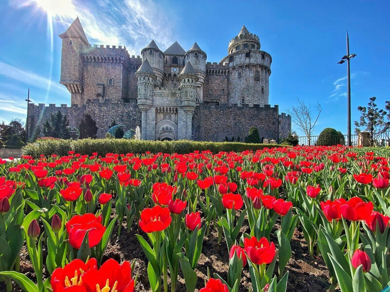 Đỉnh Bà Nà được ví như “Hà Lan thu nhỏ” với hơn một triệu bông tulip khoe sắc.