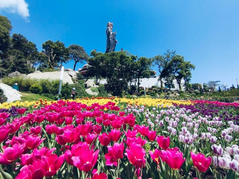 120.000 gốc tulip nhập khẩu từ Hà Lan nở rộ trên sườn núi Bà Đen.