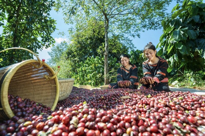 Quy định EUDR áp dụng đối với nhóm sản phẩm: cà phê, ca cao, dầu cọ, đậu tương, gia súc, cao su và gỗ. Ảnh: Cao Nguyên