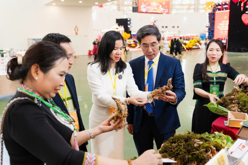 Theo các chuyên gia, cần đẩy mạnh phát triển các sản phẩm sâu từ sâm Ngọc Linh. Ảnh: Bình An