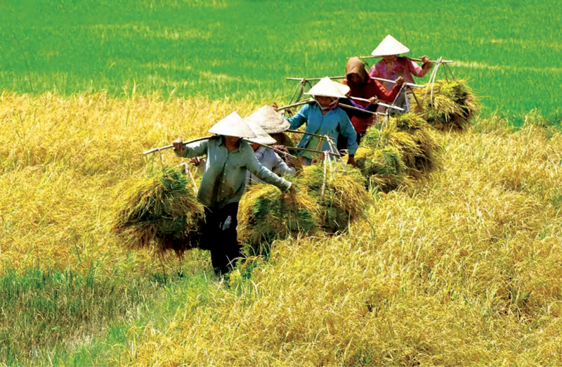 Nỗ lực bình ổn giá và đảm bảo nguồn cung phân bón góp phần giúp bà con nông dân yên tâm sản xuất. (Ảnh minh hoạ)