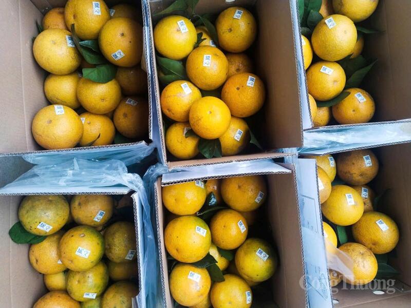 Trên mỗi quả cam đặc sản Hà Tĩnh đều được dán tem truy xuất nguồn gốc trước khi đến tay người tiêu dùng. Ảnh: Phúc Sơn