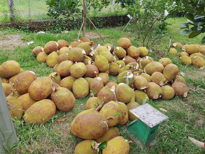 Chỉ sau một tuần, giá mít Thái tại các nhà vườn Đồng Tháp đã giảm gần 20.000 đồng/kg, buộc thương lái phải thu mua cầm chừng. Ảnh: NVCC