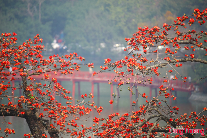 Hoa gạo nở là báo hiệu của xuân tàn sang hạ, mưa phùn dứt và trời chuyển nắng ấm nhiều hơn.