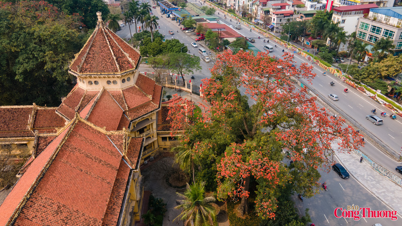 Cây gạo cổ thụ tại Bảo tàng Lịch sử Quốc gia (Hà Nội), nằm gần đường Trần Quang Khải, đang bung nở sắc đỏ rực rỡ vào tháng 3, tạo nên khung cảnh hoài cổ đặc trưng giữa lòng Thủ đô.