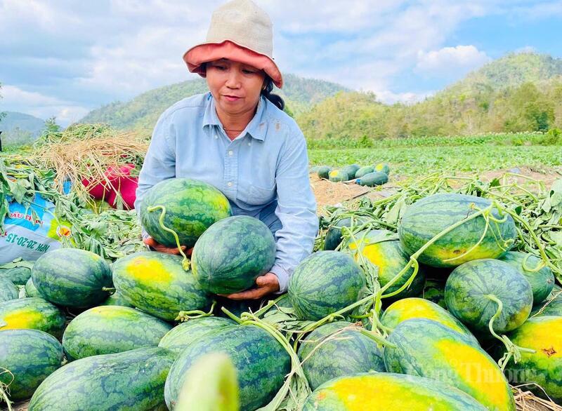 Nông dân Gia Lai thu hoạch dưa hấu. Ảnh: LT
