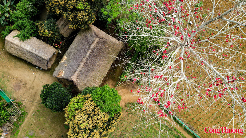 Mùa hoa gạo, cây rụng hết lá, chỉ có những bông hoa đỏ rực trên cành như những ngọn lửa được thắp lên rực rỡ chào đón mùa hè.