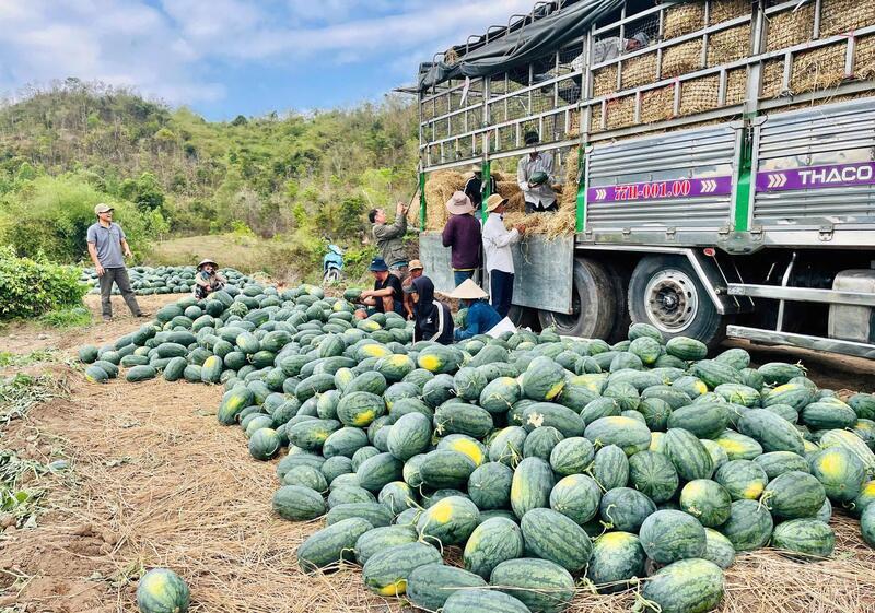 Giá thu mua dưa hấu tại ruộng giảm sâu, buộc người trồng phải bán gấp để tránh hư hỏng.