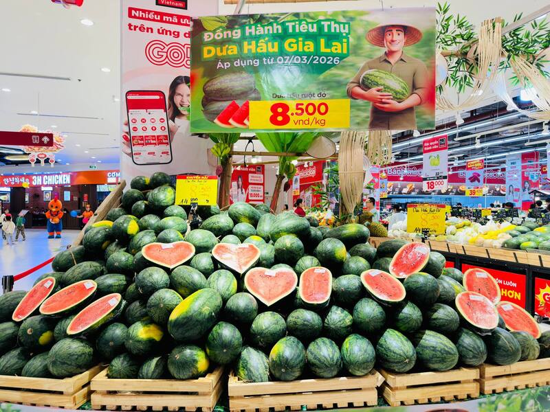 Nhiều hệ thống siêu thị đã và đang đồng hành cùng nông dân Gia Lai tiêu thụ dưa hấu.