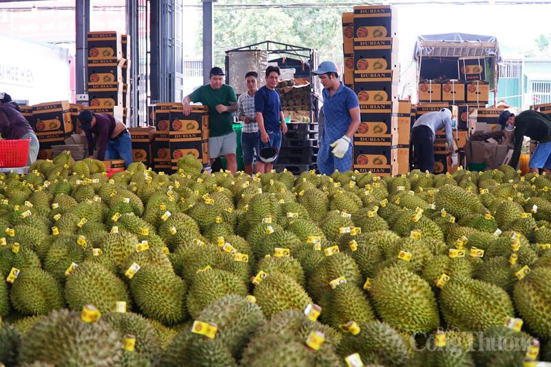 Sầu riêng một trong những thế mạnh trong lĩnh vực xuất khẩu của tỉnh Đắk Lắk. Ảnh: Vũ Long