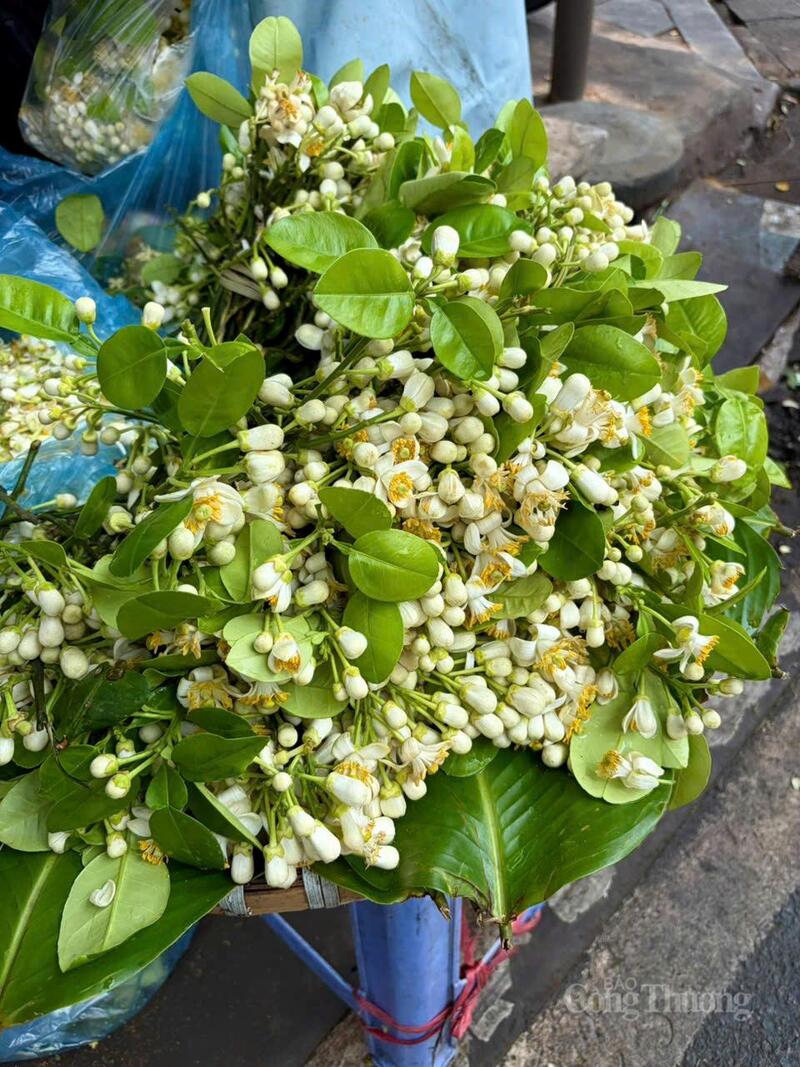 Mùi thơm của hoa bưởi lan tỏa khắp phố phường Hà Nội.