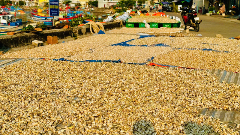 Nhiều người dân chọn phơi khô tỏi để bảo quản, đợi giá nhích lên rồi mới bán. Ảnh: Nguyễn Dương