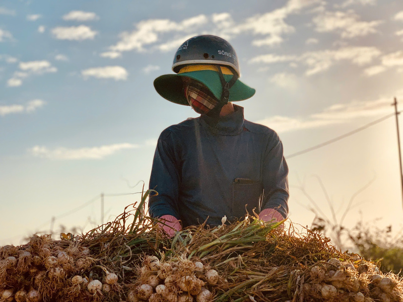 Điệp khúc "được mùa mất giá" khiến niềm vui được mùa của người nông dân trồng tỏi không được trọn vẹn. Ảnh: Nguyễn Dương