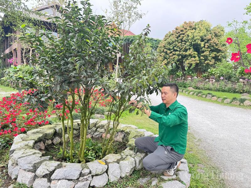 Anh Bùi Trọng Đại trực tiếp chăm sóc cây xanh, tỉa tán trong khuôn viên hợp tác xã.