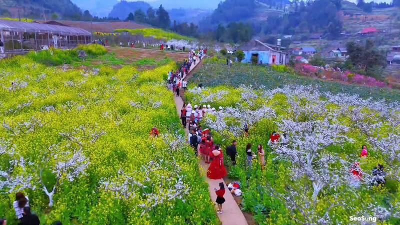 Vẻ đẹp đặc trưng của những mùa hoa mận, hoa lê nở trắng khắp núi đồi tại Bắc Hà. Ảnh: TB