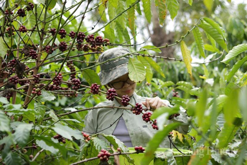 Người dân Gia Lai thu hoạch cà phê. Ảnh: Hiền Mai