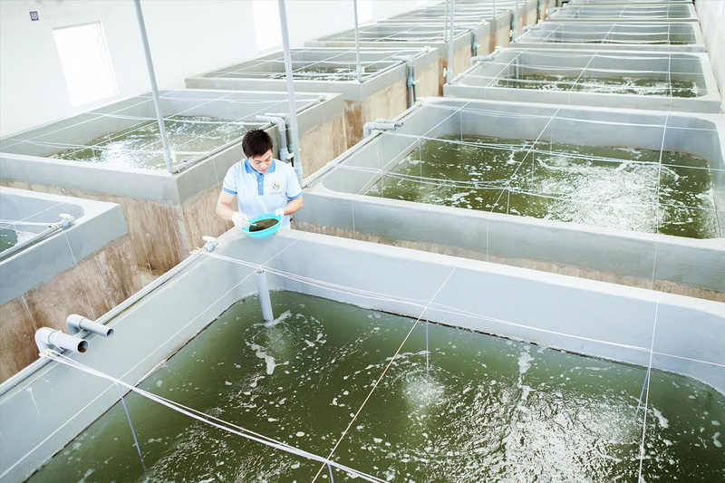 Kiểm soát nghiêm ngặt quy trình chăm sóc tôm giống, đảm bảo con giống đạt chất lượng cao và có khả năng thích nghi tốt. Ảnh: Thuỷ sản Việt Úc.
