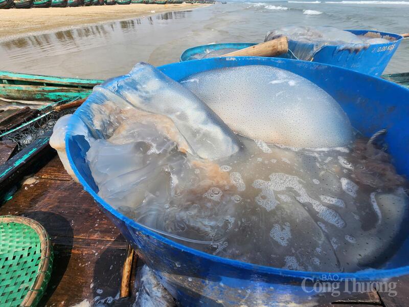 Sứa biển xuất hiện chỉ cách bờ chừng 2-4 hải lý. Theo kinh nghiệm của những lão ngư, thời điểm sứa về nhiều nhất là vào những ngày lặng gió, mặt biển êm đềm.