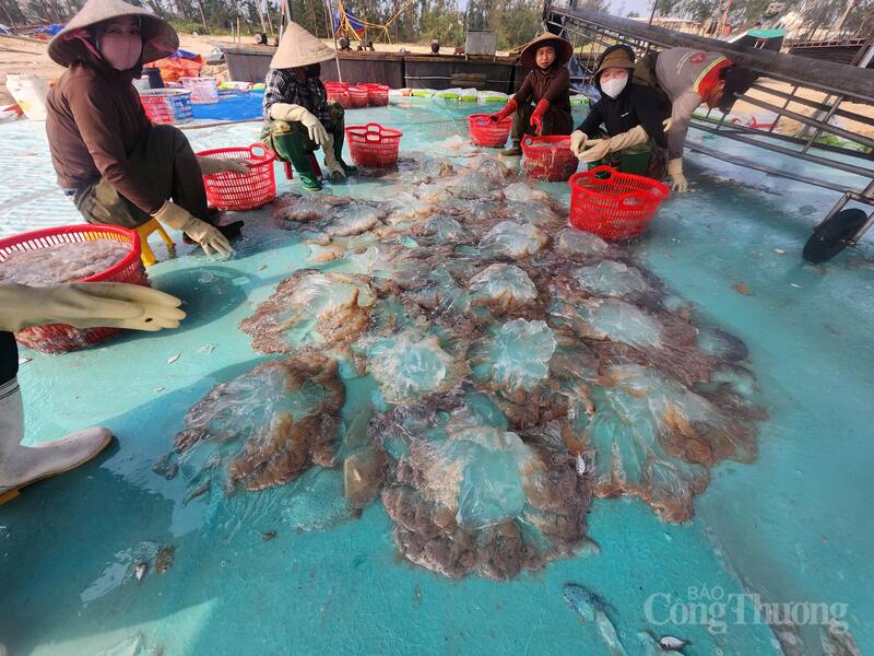 Không chỉ mang lại giá trị kinh tế, sứa biển còn là nguyên liệu làm nên những món ăn đặc sản, đậm đà phong vị của người dân miền Trung nói chung và Hà Tĩnh nói riêng.