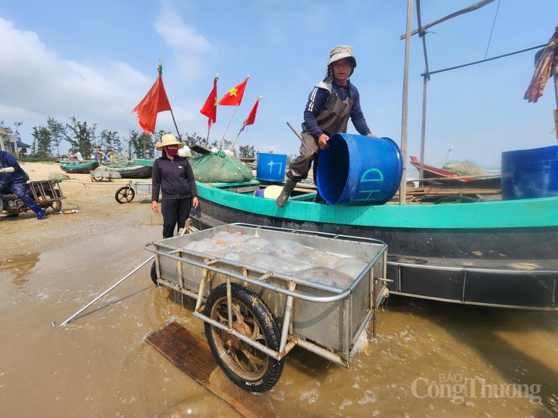 Khi khoang thuyền đã đầy ắp, nặng trĩu những mẻ sứa tươi rói, bà con tất bật quay lại bờ để kịp bốc dỡ và tiếp tục chuyến thứ hai, thứ ba trong ngày.