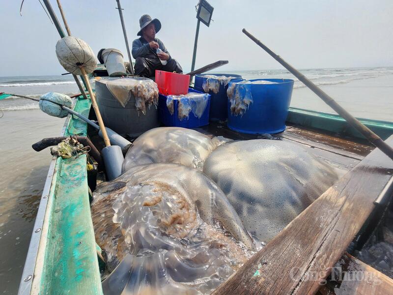 Năm nay, sứa xuất hiện với mật độ dày đặc và khá sớm. Những con sứa trắng trong, căng mọng nước như những chiếc bát úp ngược trôi nổi dập dềnh trên sóng.