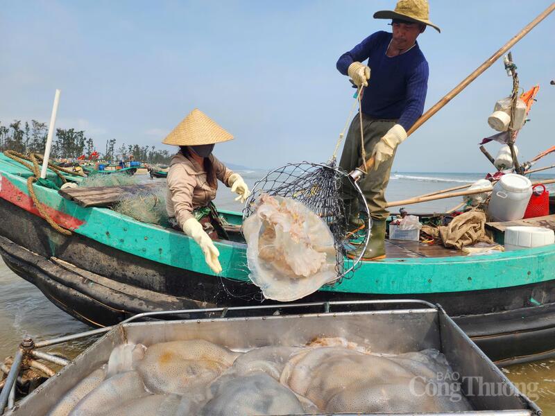 Sứa biển được gọi là "vàng trắng" vì đây là đặc sản biển có màu trắng trong, mang lại giá trị kinh tế cao cho ngư dân trong thời gian ngắn.