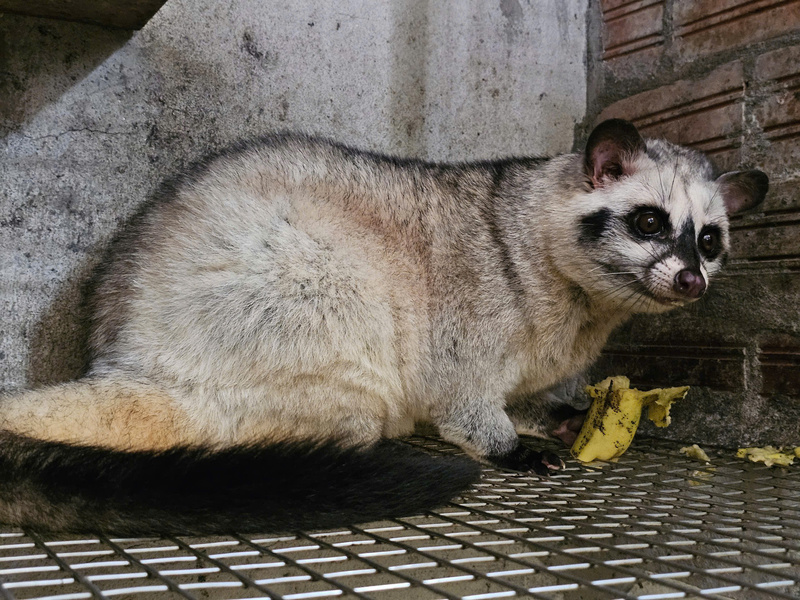 Chồn thương phẩm có giá từ 1,7–1,9 triệu đồng/kg. Ảnh: Mai Liễu